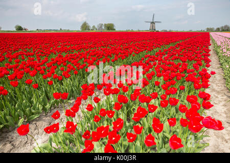 Bunte Tulpenfelder umrahmen die Windmühle im Frühjahr Berkmeer-Koggenland-Nord-Holland-Niederlande-Europa Stockfoto