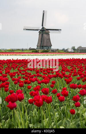 Bunte Tulpenfelder umrahmen die Windmühle im Frühjahr Berkmeer-Koggenland-Nord-Holland-Niederlande-Europa Stockfoto