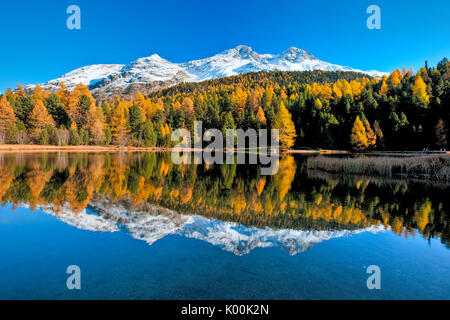 Herbst spiegelt sich in den ruhigen Wassern der Lej Marsch im Oberengadin. Sankt Moritz. Graubünden Schweiz. Europa Stockfoto