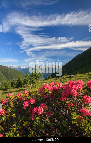 Blühende Rhododendren inmitten grüner Wiesen Orobie Alpen Arigna Tal Sondrio Valtellina Lombardei Italien Europa Stockfoto