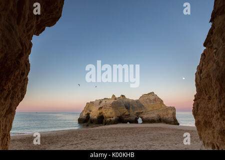 Vögel fliegen auf Klippen und das Meer unter dem rosa Himmel im Morgengrauen am Praia da Rocha Portimao Faro Bezirk Algarve Portugal Europa Stockfoto