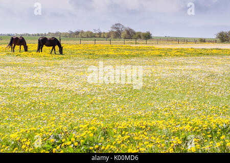 Pferde auf der grünen Weide in Dänemark, Europa. Stockfoto