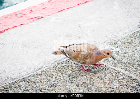 St. Martin ist ein Teil der Leeward Inseln in der Karibik. Es besteht aus 2 separaten Ländern, zwischen der französischen und der niederländischen Seiten unterteilt. Stockfoto