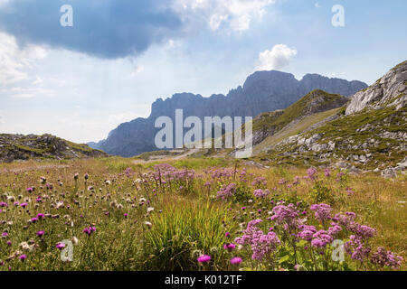 Wilde Blume vor der Nordwand der Presolana, Val di Scalve, Bergamo, Lombardei, Italien, Südeuropa. Stockfoto