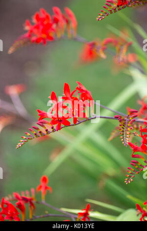 Red Crocosmia wächst im Sommer blühender Garten Stockfoto