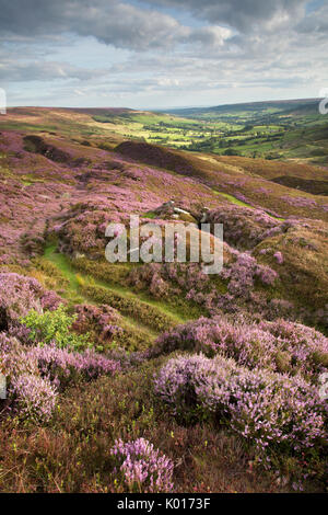 Blick über Farnedale in die North York Moors von Blakey Ridge im Sommer mit Heather in der Blüte. Stockfoto