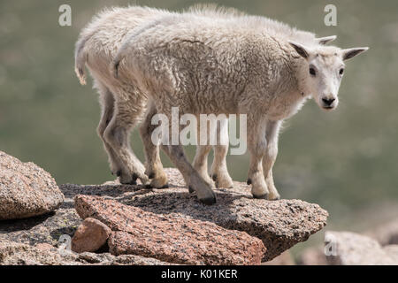 Bergziege, Mt Evans, Colorado Stockfoto