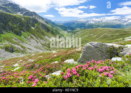 Rhododendren Rahmen der grünen Alpenlandschaft Montespluga Chiavenna Tals in der Provinz Sondrio Veltlin Lombardei Italien Europa Stockfoto