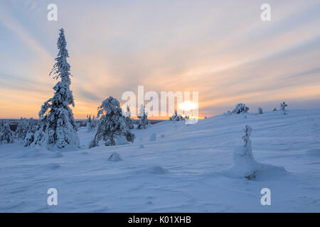 Sonne und Wolken die die schneebedeckten Wäldern in der kalten arktischen Winter ruka Kuusamo österbotten Region Lappland Finnland Europa Stockfoto