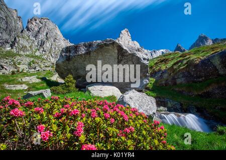 Sommer Blüte der Rhododendron in hoher Torrone Tal. Im Hintergrund der Luigi Amedeo peak-Valmasino, Alpen, Valtellina, Sondrio, Lombardei, Italien. Stockfoto