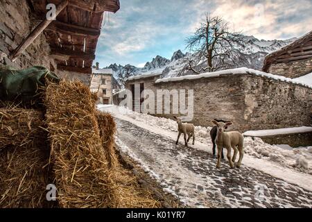 Lämmer in den Straßen von Soglio. Bergell. Schweiz Europa Stockfoto