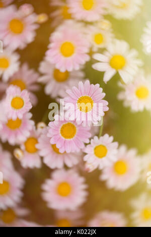 Künstlerische Ansicht über Sommer daisies in Bloom Stockfoto