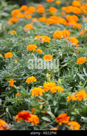 Ringelblumen im Garten Markt Stockfoto