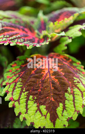 Nahaufnahme von coleus Blätter Stockfoto