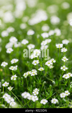 Nahaufnahme von Irish Moos in der Blüte Stockfoto