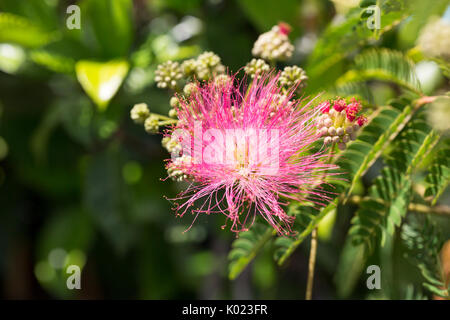 In der Nähe von Blüten auf einer Seide Baum Stockfoto
