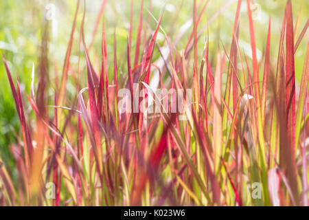 Japanische Blut Grass hautnah Stockfoto