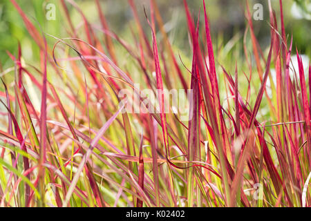 Japanische Blut Grass hautnah Stockfoto