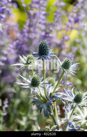 Blue Sea Holly Stockfoto