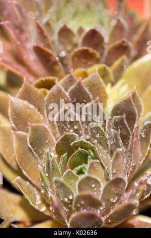 Close up Details der sukkulente Pflanze in Wassertropfen bedeckt Stockfoto