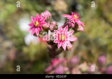 Rosa Blüte sukkulente Pflanze Stockfoto
