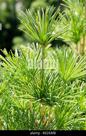 Nahaufnahme eines japanischen Umbrella Tree Stockfoto