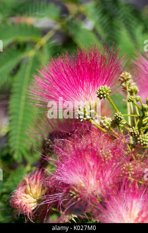 In der Nähe von Blüten auf ein persischer Seide Baum Stockfoto