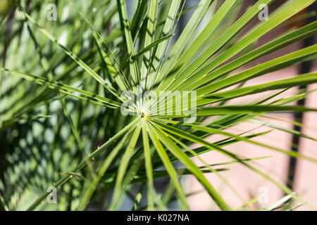 Mittelmeer Fan Palm Stockfoto