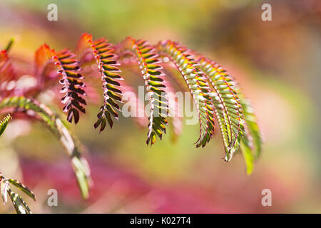 In der Nähe von Laub eines persischen Silk Tree Stockfoto