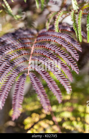 In der Nähe von Laub eines persischen Silk Tree Stockfoto