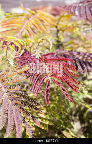 In der Nähe von Laub eines persischen Silk Tree Stockfoto