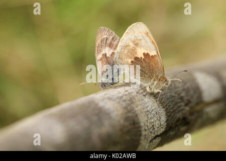 Ein paar kleine Heide Schmetterling (Coenonympha pamphilus) auf einem Ast sitzend. Stockfoto