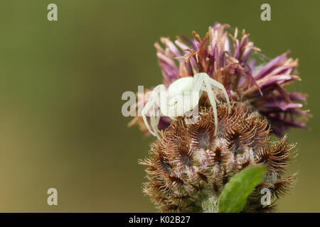 Eine weiße Crab Spider (Misumena vatia) auf einer Blume warten auf seine Beute auf der Blume und Nektar zu Land thront. Stockfoto