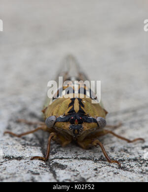 Nahaufnahme eines Großen Westlichen Zikade Kopf und Beine. Auf einen konkreten mit einer geringen Tiefenschärfe fotografiert. Stockfoto
