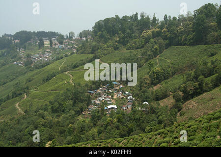 Grünen Tee Garten bergen umgebenden Darjeeling Stadt in West Bengal, Indien, Asien Hochgeladen am 27 Jun 17 akzeptiert Stockfoto