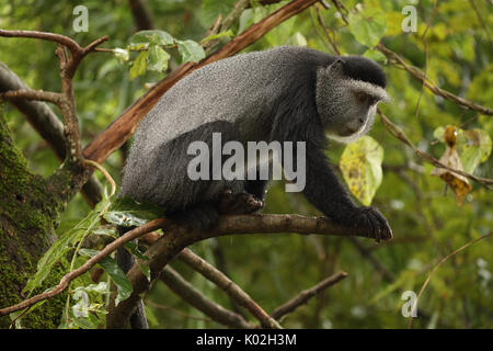 Blue Monkey (Cercopithecus mitis stuhlmanni), in der Kakamega Forest, Western Province, Kenia, Themen der langfristigen Studie Stockfoto