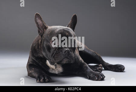 Porträt der Französischen Bulldogge Hund isoliert auf grauem Hintergrund Stockfoto