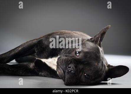 Porträt der Französischen Bulldogge Hund isoliert auf grauem Hintergrund Stockfoto