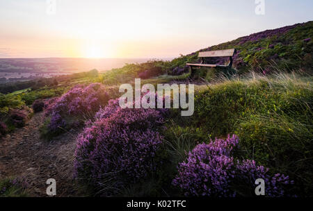 Die atemberaubende Ilkley Moor bei Sonnenaufgang im Sommer 2017, vollgepackt mit schönen lila heidekraut Stockfoto