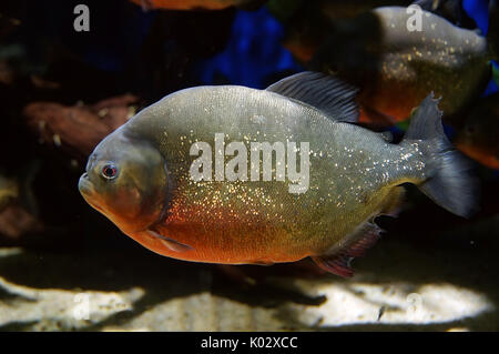 Piranha fischen unter Wasser Nahaufnahme. Mitglied der Familie Characidae Stockfoto