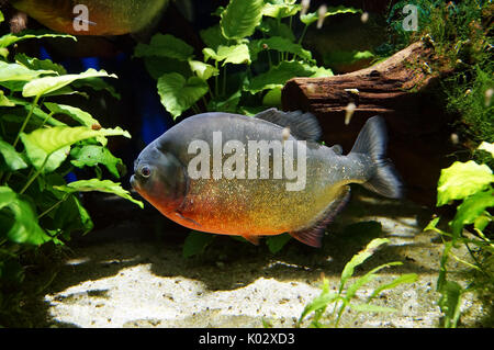 Piranha fischen unter Wasser Nahaufnahme. Mitglied der Familie Characidae Stockfoto