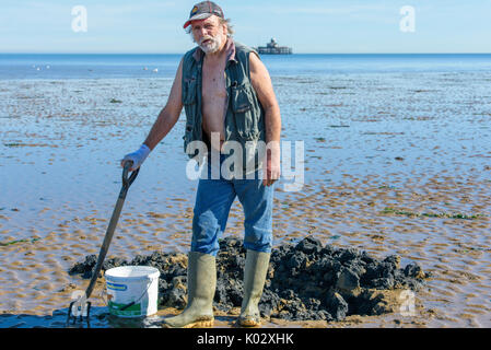 Fischer Graben für lug Würmer zum Angeln Köder am Strand von Herne Bay, Kent, England, UK zu verwenden. Stockfoto