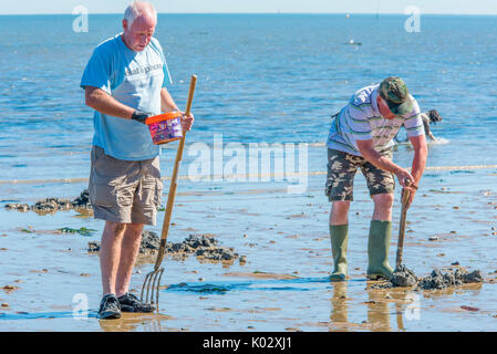 Zwei fischer Graben für wattwürmer als Fisch Köder in Herne Bay, Kent, England, UK zu verwenden. Stockfoto