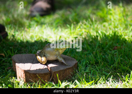 Eine grüne Bullfrog ist balanciert und Frog jumping Wettbewerb bereit Stockfoto