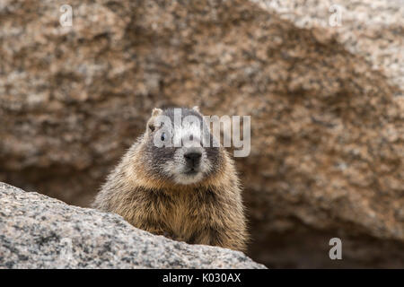 Baby yellow-bellied Marmot Stockfoto