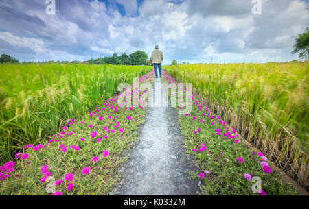 Man ging gegen Ende der Straße mit zwei Seiten entlang ist portulak Blume wunderschöne Blüte im Morgen, Szene, ländliche Landschaft schöne Stockfoto