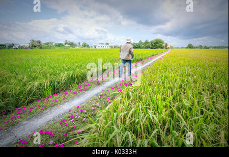 Man ging gegen Ende der Straße mit zwei Seiten entlang ist portulak Blume wunderschöne Blüte im Morgen, Szene, ländliche Landschaft schöne Stockfoto