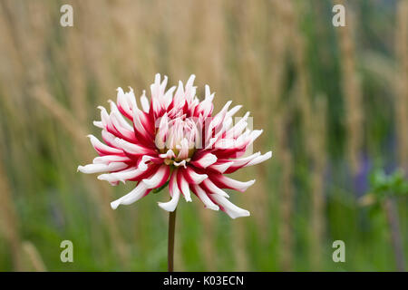 Dahlie Friquolet im Garten. Stockfoto