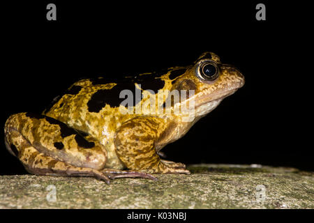 Grasfrosch (Rana temporaria) mit Fett markiert. Hell markierten Amphibien in der Familie Ranidae, auf schwarzem Hintergrund Stockfoto