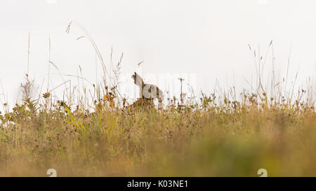 Kaninchen (Oryctolagus cuniculus) in Britischen Wiese. Auffällig Säugetier auf der Suche nach Gefahr hinter Gras und Wildblumen, Beweidung in englischer Landschaft Stockfoto